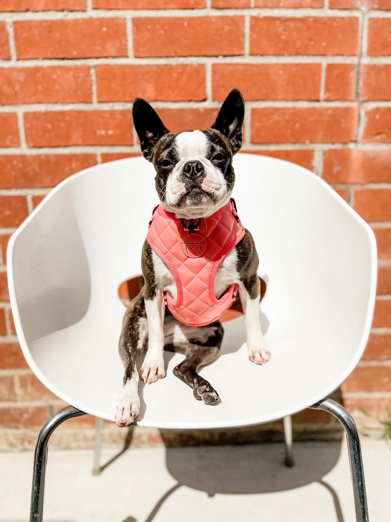 Frenchiestore Neck Adjustable Vegan Leather Health Harness | Coral Varsity